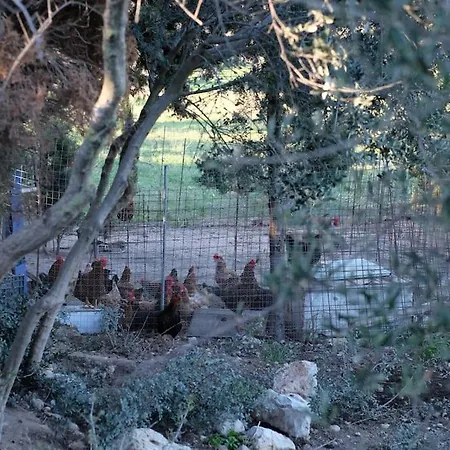 Lejlighed Vranadika *